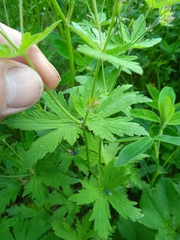 Geranium pseudosibiricum