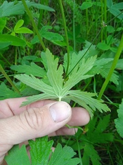 Geranium pseudosibiricum