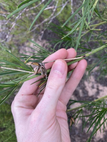 Image of Alyogyne hakeifolia by (c) Thomas Mesaglio, some rights reserved (CC BY)