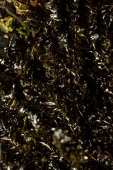Jungermannia eucordifolia