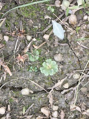 Riccia crystallina