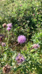 Cirsium arvense