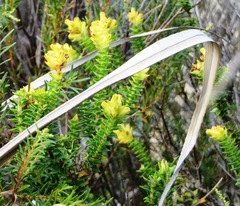 Penaea cneorum cneorum