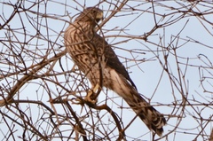 Accipiter cooperii
