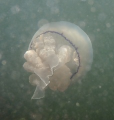 Rhizostoma octopus