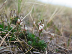 Cardamine bellidifolia