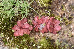 Drosera rosulata