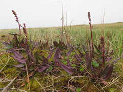 Rumex arcticus