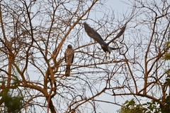 Accipiter cooperii