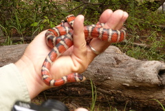Lampropeltis knoblochi