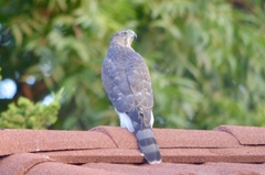 Accipiter cooperii