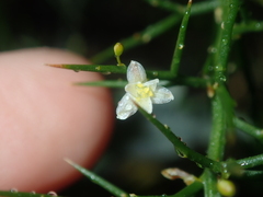 Corynotheca acanthoclada