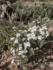 Olearia pimeleoides
