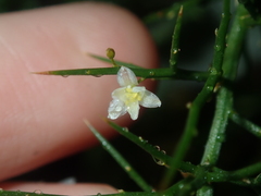 Corynotheca acanthoclada