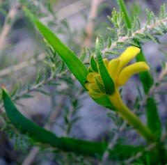 Anigozanthos humilis