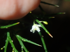 Corynotheca acanthoclada