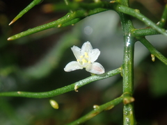 Corynotheca acanthoclada