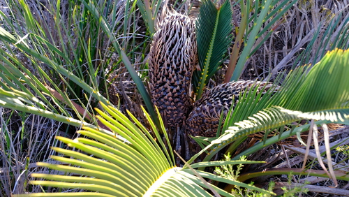Image of Macrozamia fraseri by (c) Peter Crowcroft, some rights reserved (CC BY)
