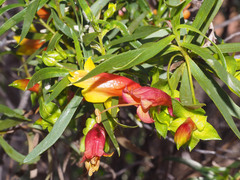 Eremophila duttonii