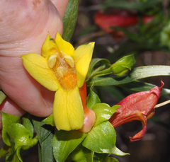 Eremophila duttonii