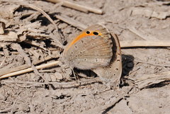 Lycaena clarki