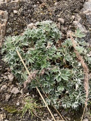 Potentilla × villosula