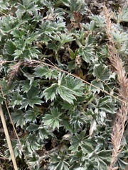 Potentilla × villosula