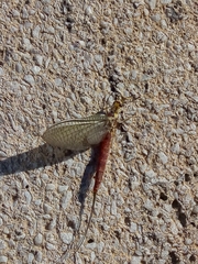 Ephemera vulgata