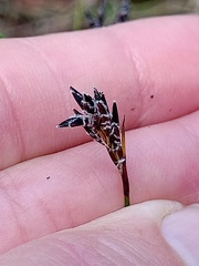 Schoenus ericetorum