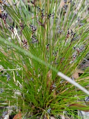 Schoenus ericetorum