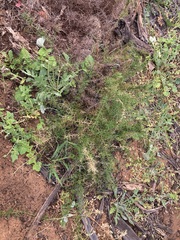 Corynotheca acanthoclada