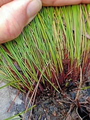 Schoenus ericetorum