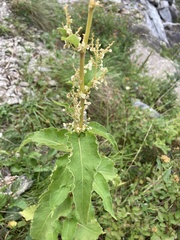 Koenigia alaskana