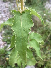 Koenigia alaskana