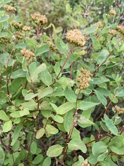 Spiraea stevenii