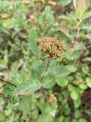 Spiraea stevenii