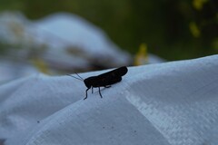 Psophus stridulus