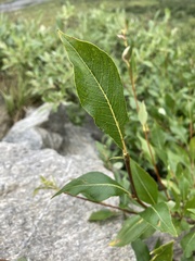 Salix pulchra