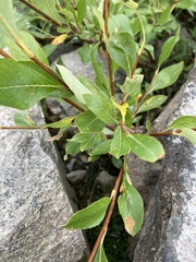Salix pulchra
