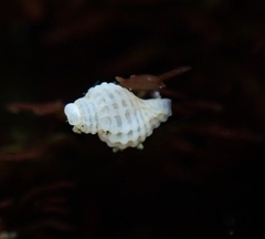 Paciocinebrina circumtexta