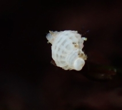 Paciocinebrina circumtexta