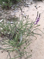 Swainsona microphylla