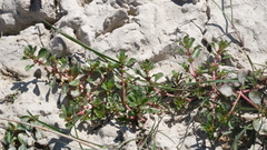 Lythrum portula