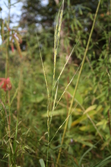 Oryza longistaminata