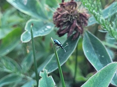 Alticina