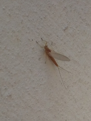 Ephemerella
