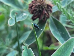 Alticina