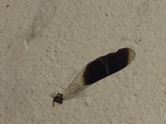 Calopteryx splendens