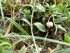 Sideritis hyssopifolia