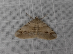 Syneora emmelodes